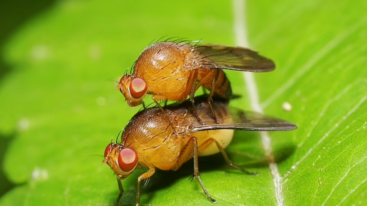 Flies are becoming gay