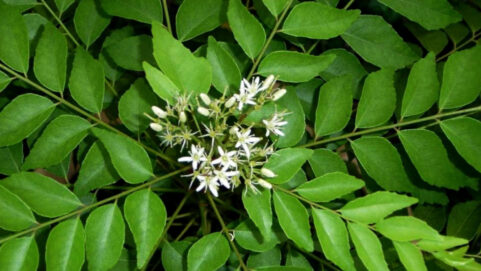 curry leaves benefits