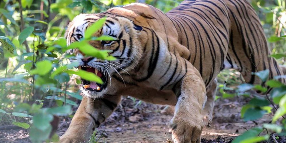 tigers see Bardia National Park Nepal