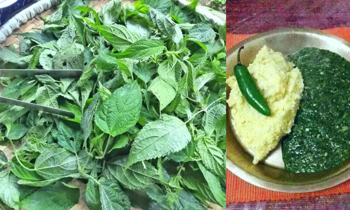 Benefits of eating Nettle Leaf ( Sisno ) vegetables