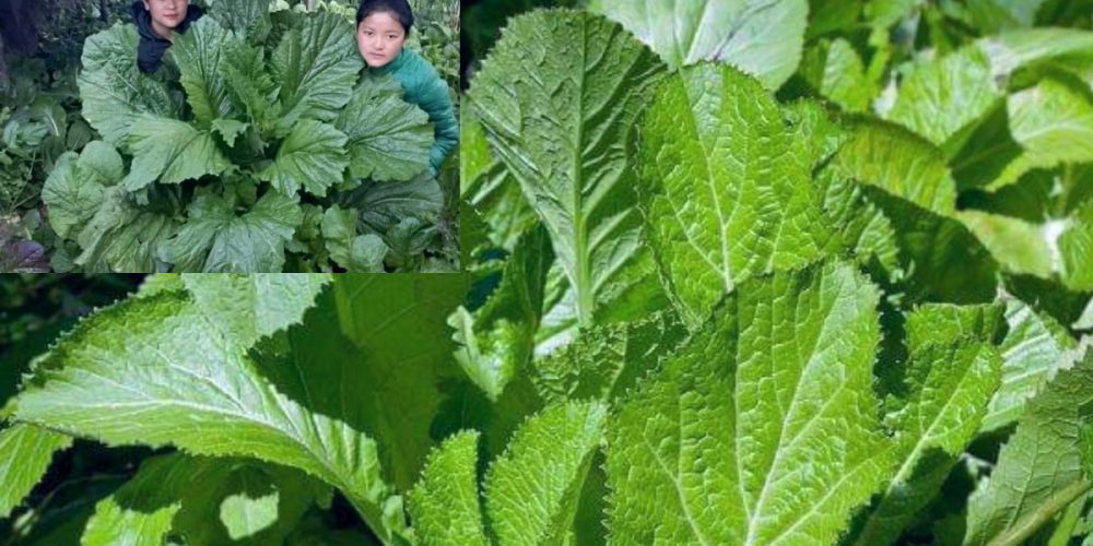 rayo saag mustard greens benefits and side effects