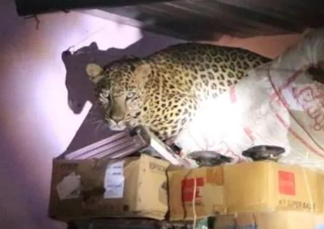 Leopard inside home