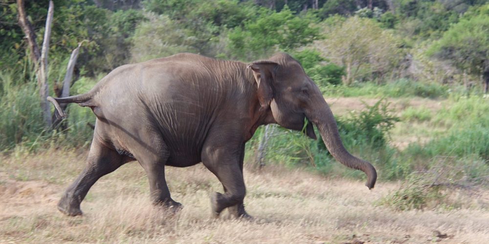 Mobilization of teams to control the elephants