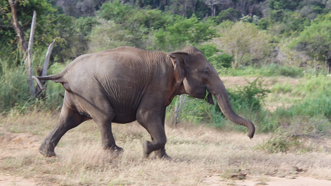 Mobilization of teams to control the elephants