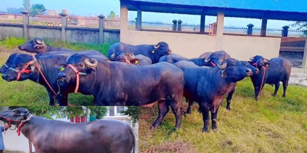 7 murra rangas were brought to Pokhara for buffaloes