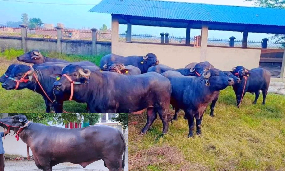 7 murra rangas were brought to Pokhara for buffaloes