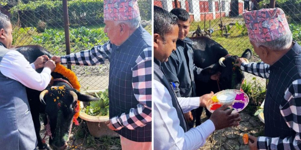 President Ramchandra Paudel performed cow worship today on the third day of Tihar