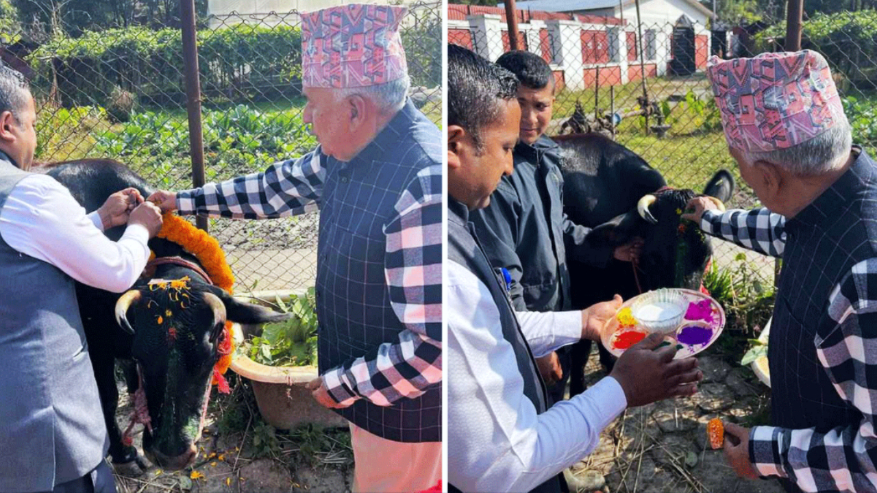 President Ramchandra Paudel performed cow worship today on the third day of Tihar