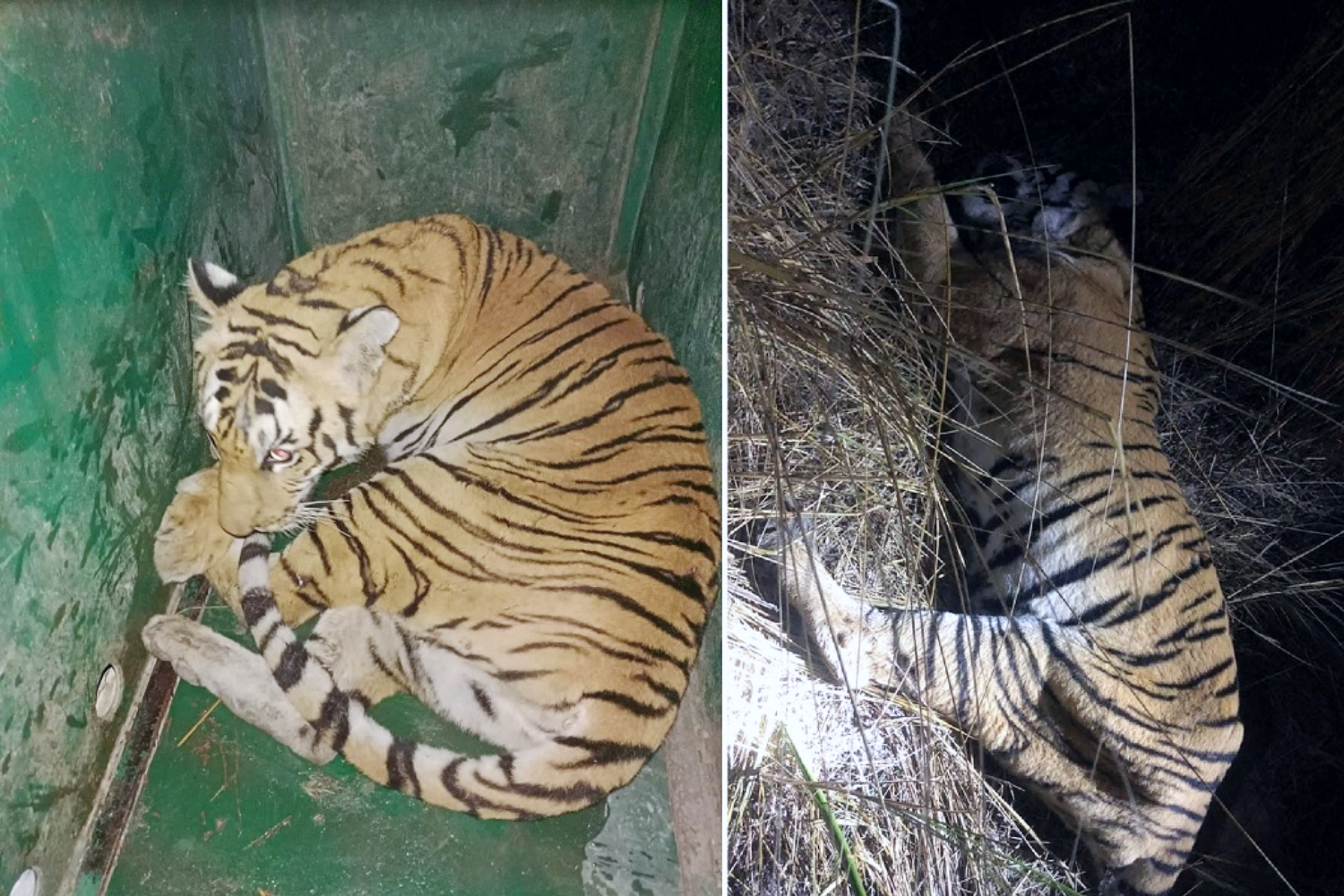 The tiger was captured