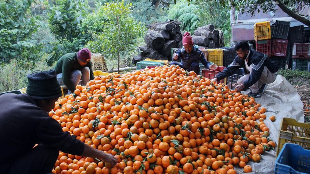 An income of 1 million per year from orange farming started by selling 3 tolas of gold