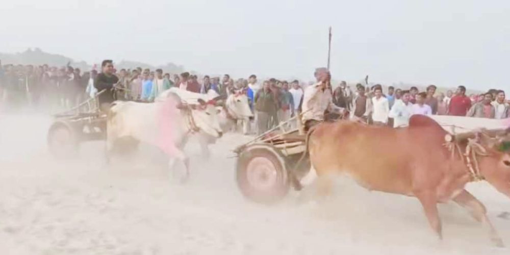 Bullock cart competition in Siraha on the occasion of Bibaha Panchami