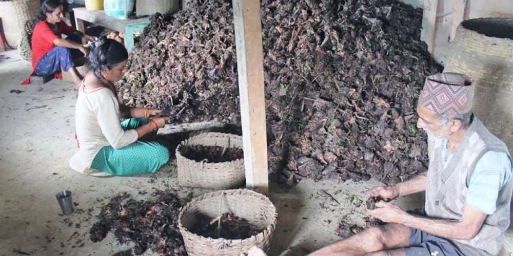 Cardamom farming in Elam is improving with modern farming system