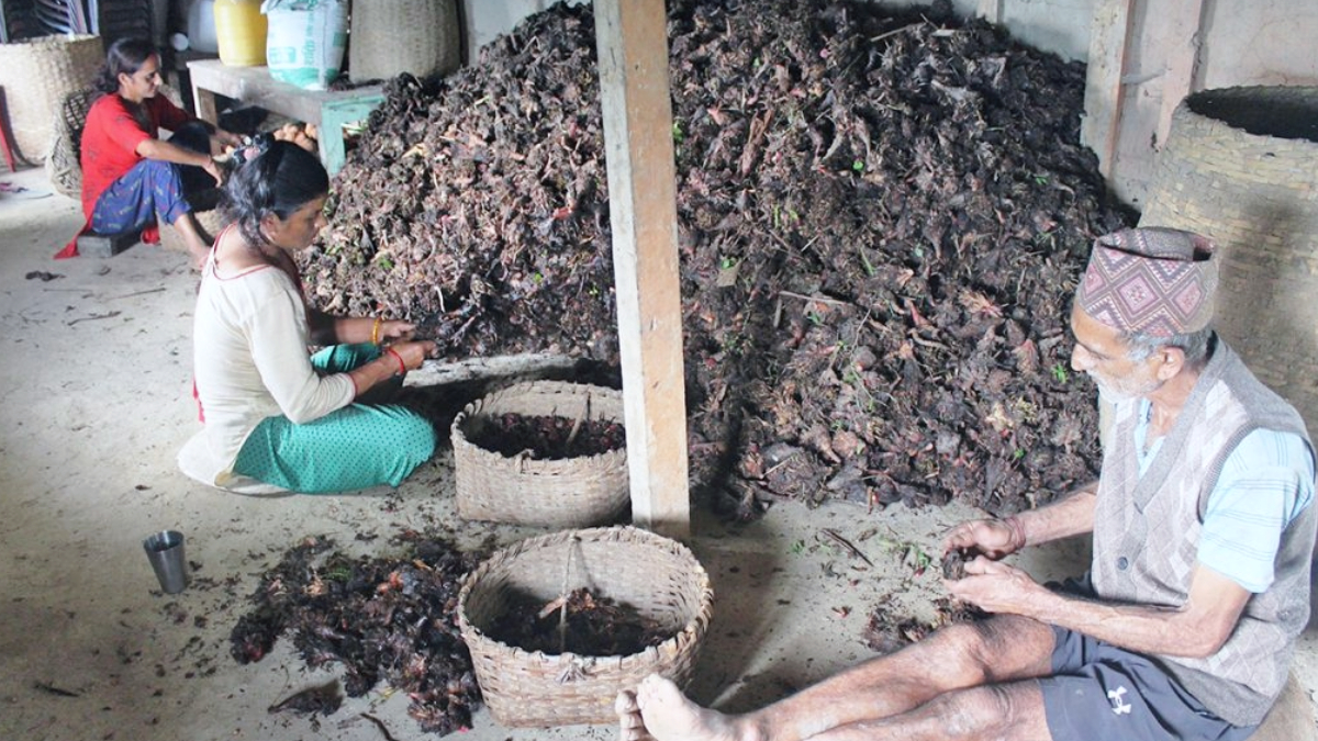 Cardamom farming in Elam is improving with modern farming system