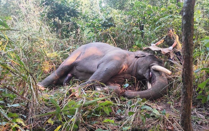 Dhurbe elephants are clipped from their beards and fitted with radiocollars, making monitoring easier