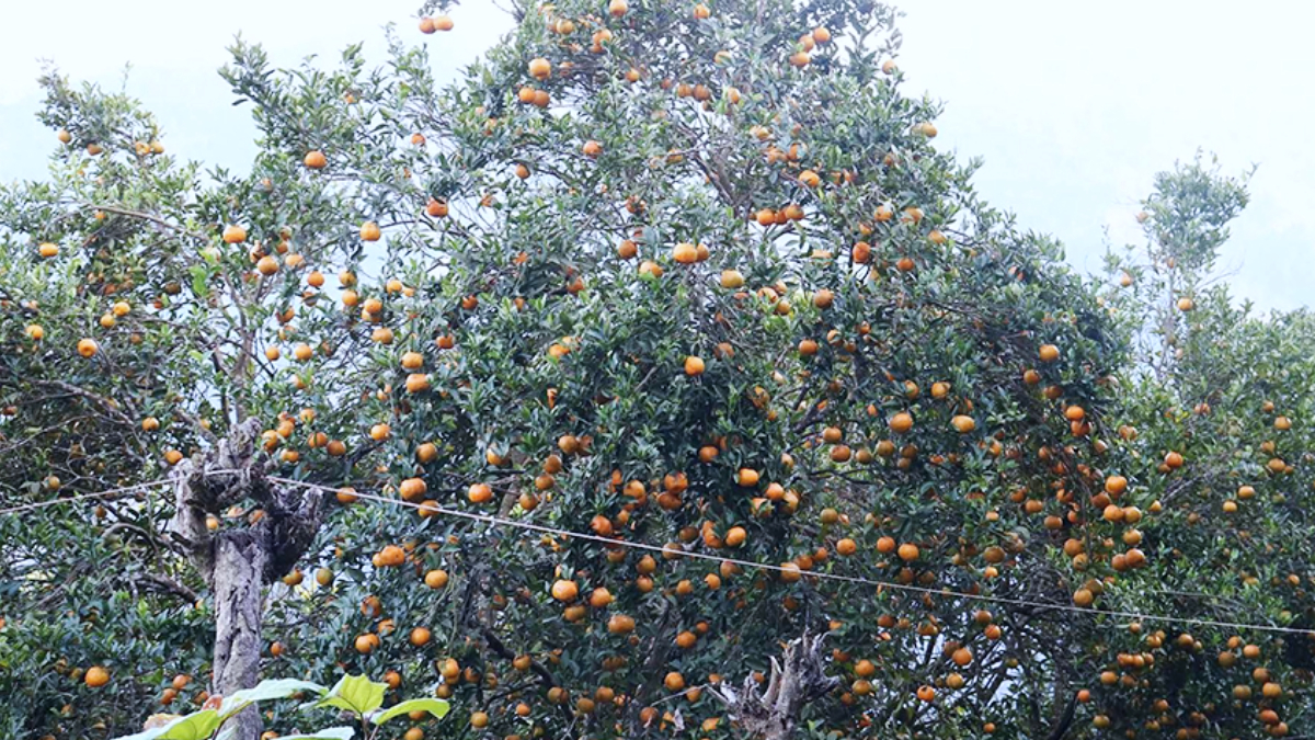 Three million worth of oranges grow in one ward