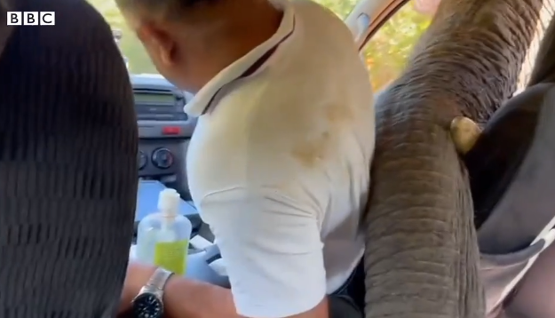 When the wild elephants poked their trunk inside the vehicle