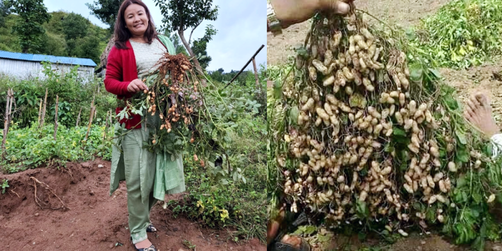 37.92 tons of groundnuts produced in Halesi Tuwachung Municipality