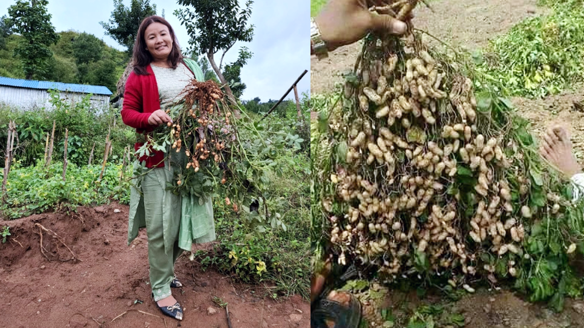 37.92 tons of groundnuts produced in Halesi Tuwachung Municipality