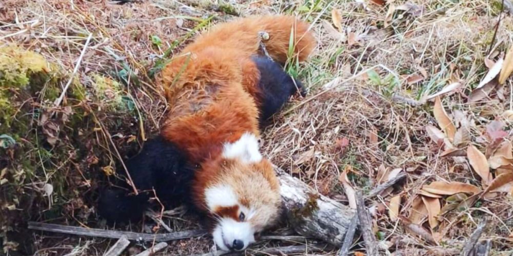 A rare female red panda was found dead in Joubari, Ilam