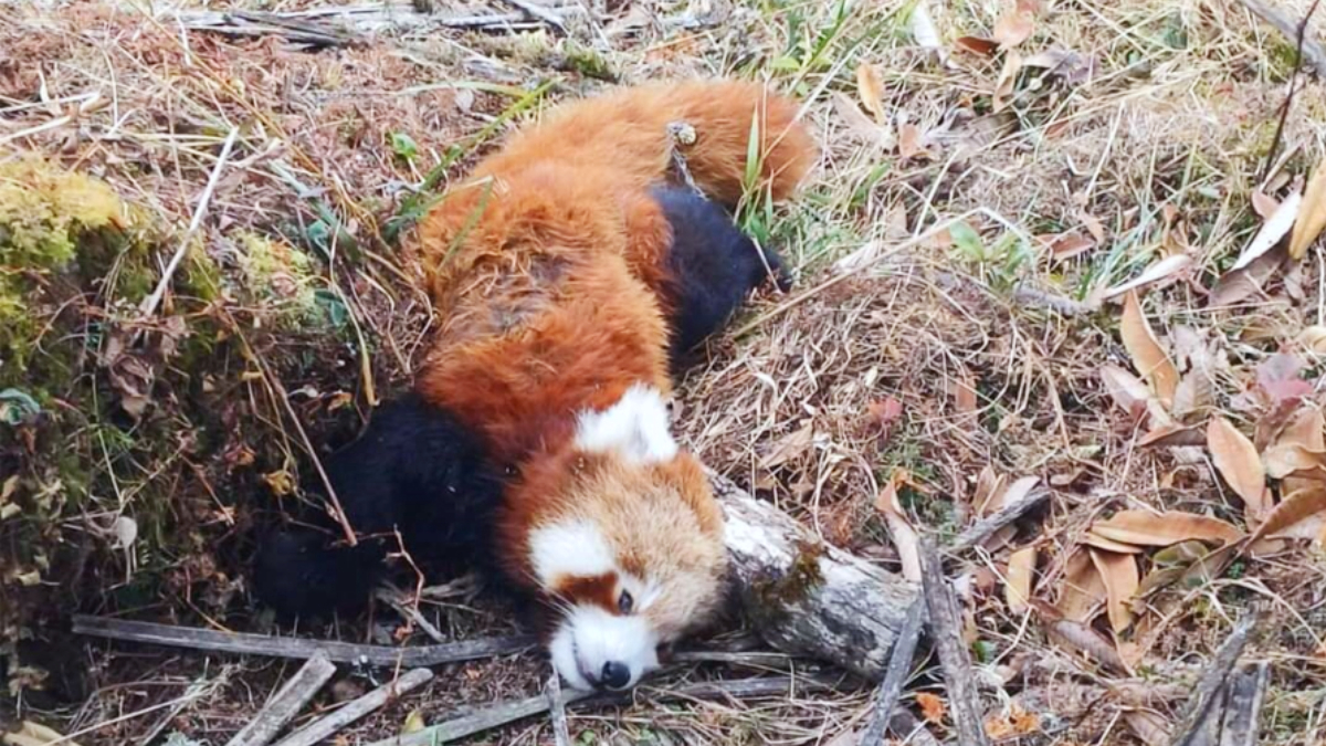 A rare female red panda was found dead in Joubari, Ilam