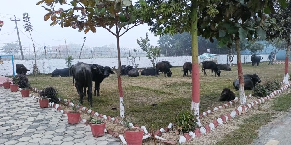 Armed police arrested 20 buffaloes