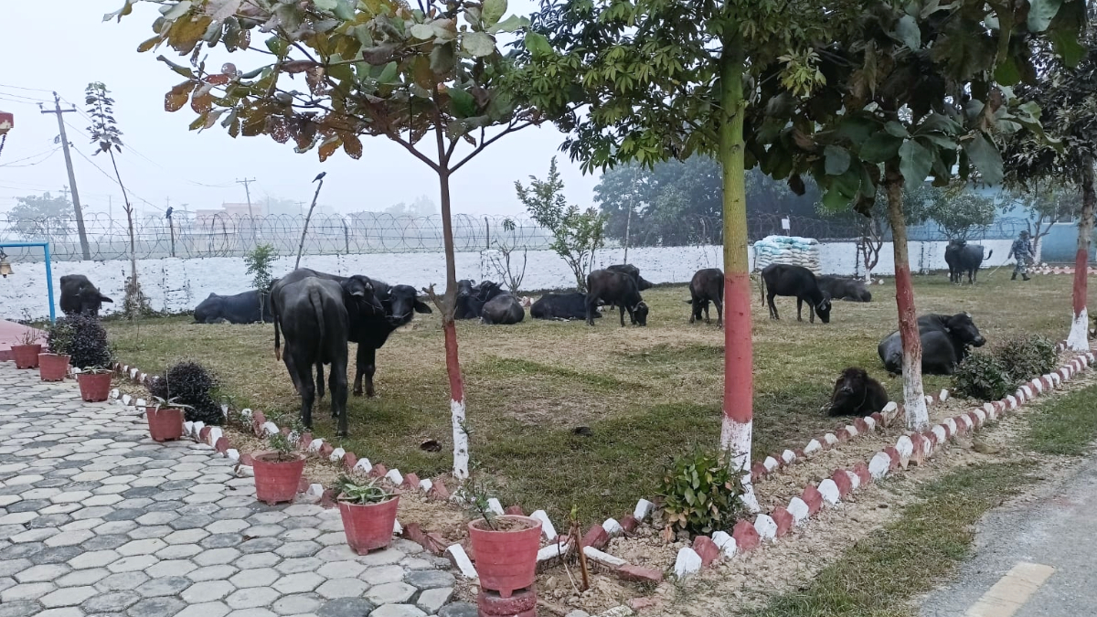 Armed police arrested 20 buffaloes