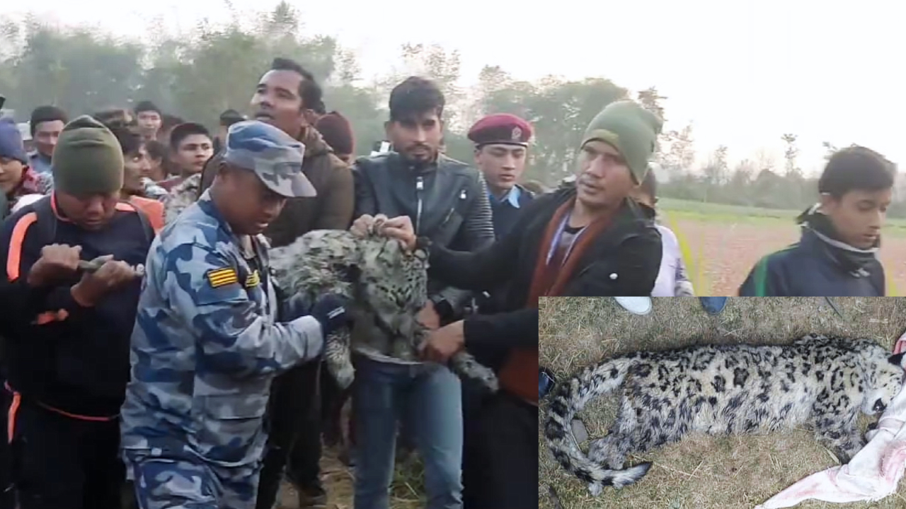 The world was surprised when a snow leopard was found in Madhes Nepal!