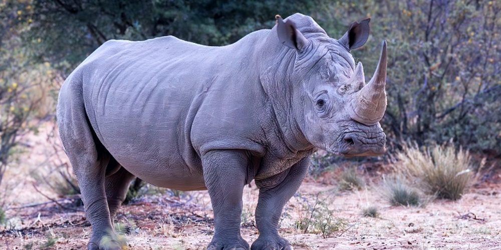 Artificial insemination for the first time in an extremely rare rhinoceros of which there are only 2 in the world