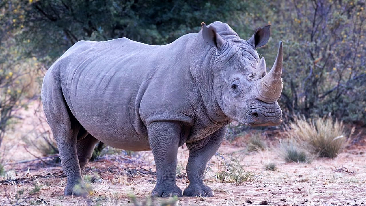 Artificial insemination for the first time in an extremely rare rhinoceros of which there are only 2 in the world