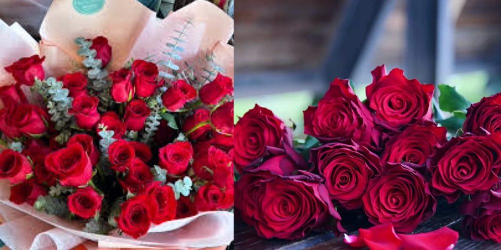 Demand for 3 lakh 50 thousand steam roses on Valentine's Day