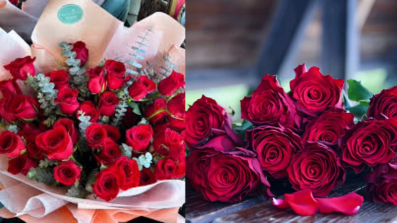 Demand for 3 lakh 50 thousand steam roses on Valentine's Day