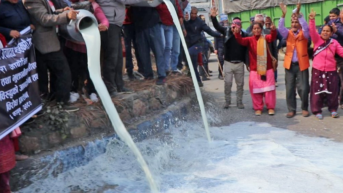 Farmers are protesting by beating on the streets after not getting money for selling milk