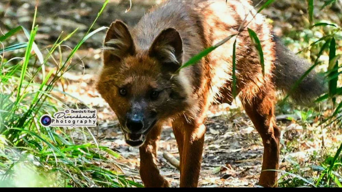 A wild dog was found in the hills of Ilam