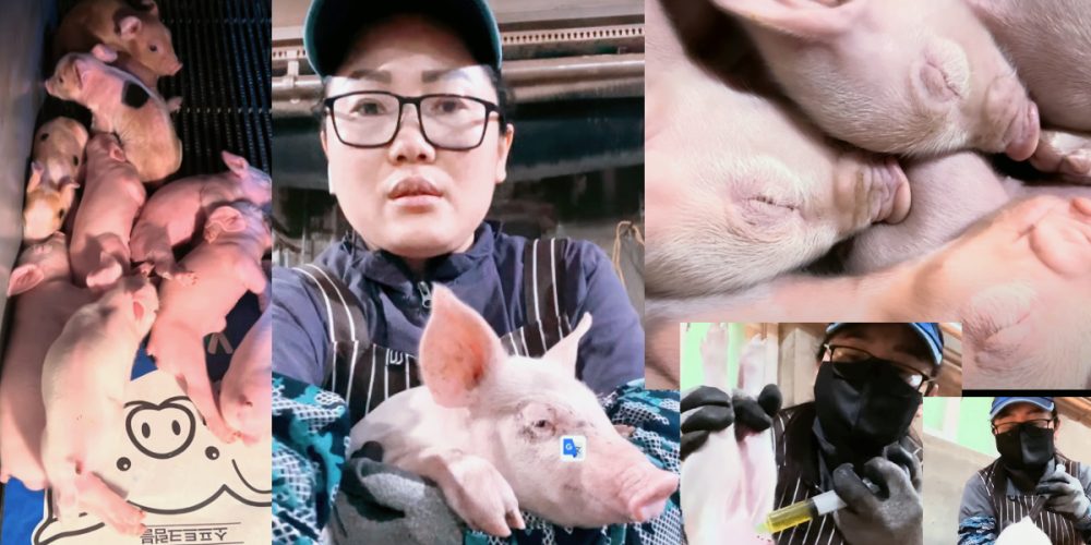 ।agriculture work in korea Pig farm in Korea🇰🇷eps Korea