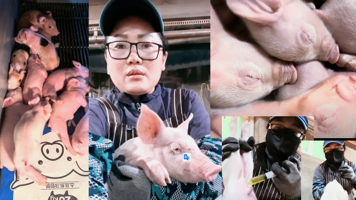 ।agriculture work in korea Pig farm in Korea🇰🇷eps Korea