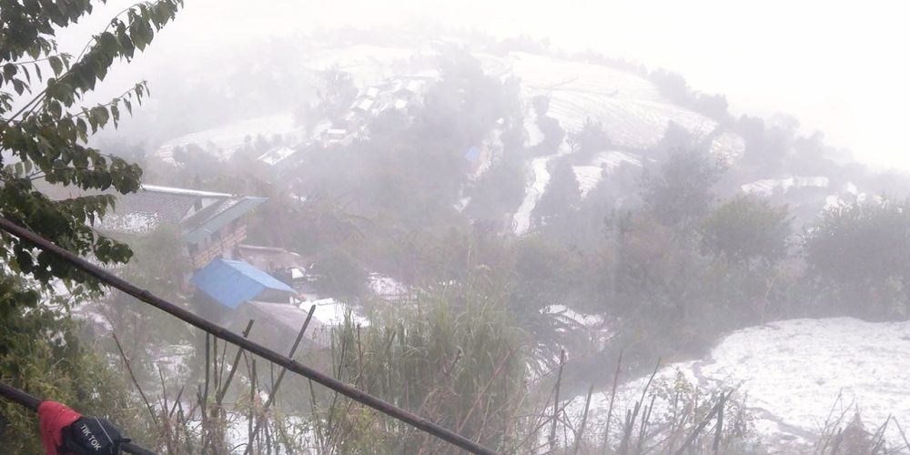 Paddy crops were destroyed by heavy hail